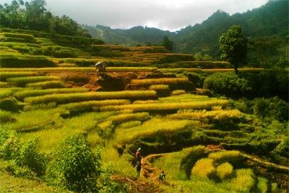 toraja trekking_tours Toraja trekking tours