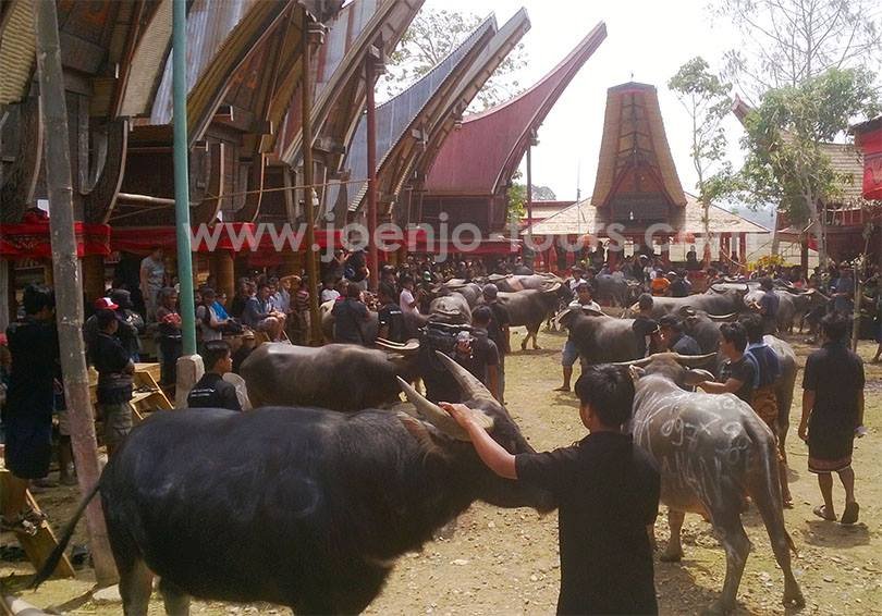 south_sulawesi-tours funeral-ceremony-south-sulawesi-tours