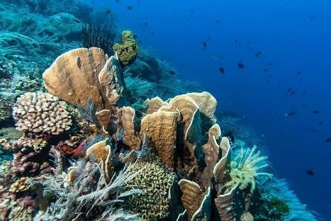 bunaken-national-marine-park bunaken-national-marine-park