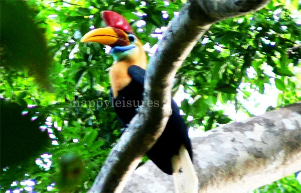 Open Trip Sulawesi Overland tours