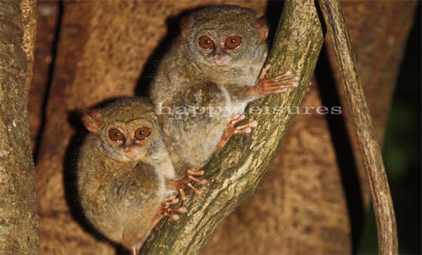 open-trip sulawesi_Overland-tourstours World Smallest Primate - Tarsier Spectrum