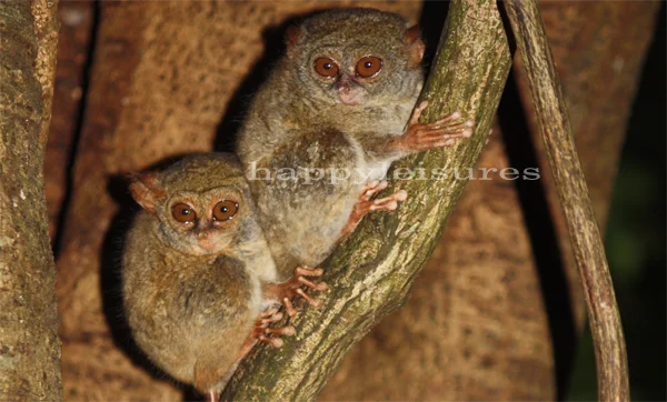 World Smallest Primate - Tarsier Spectrum