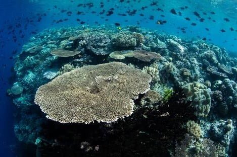 wakatobi_national marine park