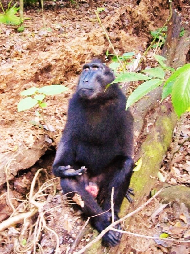 tangkoko-nature-reserve tangkoko_trekking_tours