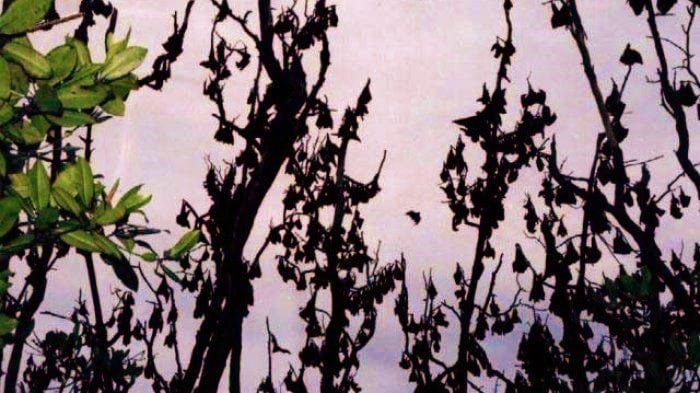 fuit-bats_sulawesi_overland tours fruit-bats-island-sulawesi-overland-tours