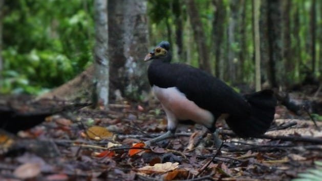 nani-wartabone-tours Sulawesi-overland-tours