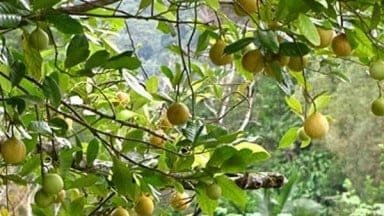 nutmeg-plantation-North-Sulawesi Sulawesi-overland-tours