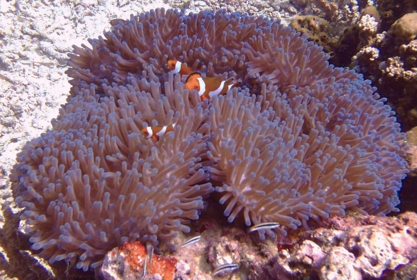 finding-nemo-bunaken-snorkeling_tours finding-nemo on Bunaken snorkeling tours