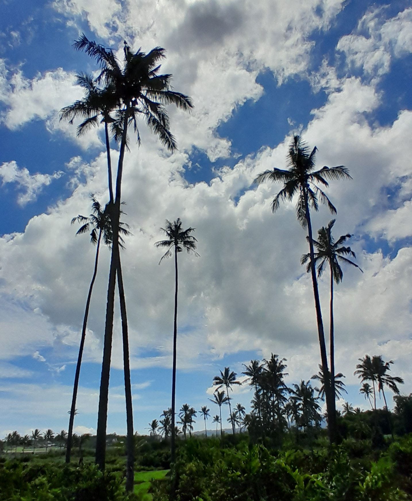 north_sulawesi_tours north-sulawesi-tours