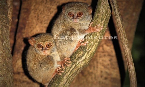 Smallest Primate, Tarsius spectrum