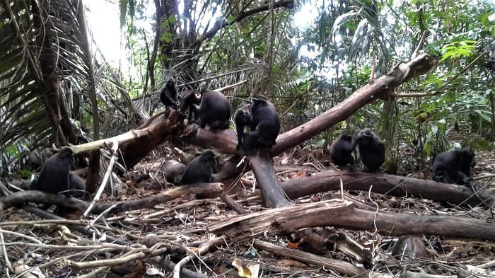 black monkey - tours Tangkoko forest