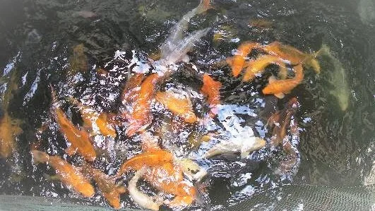 Fish farming on Minahasa highland tour