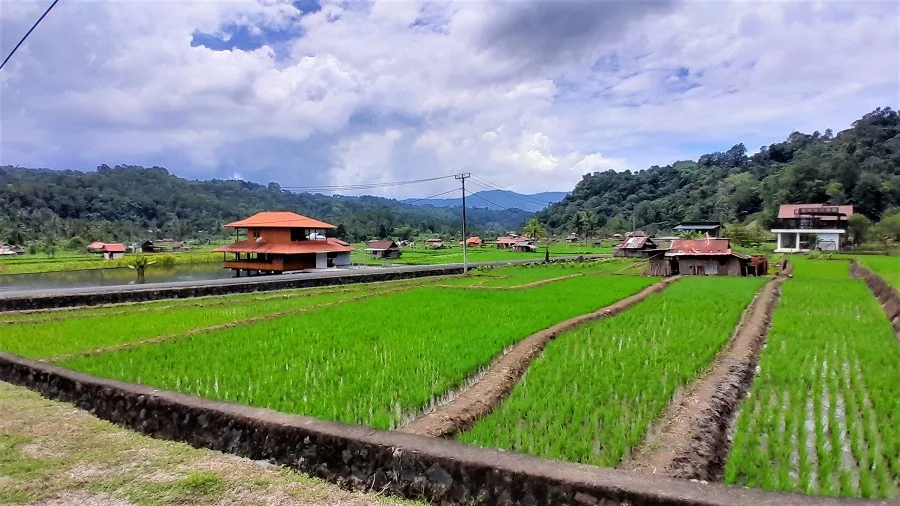 Rice fieel on Minahasa highland tours