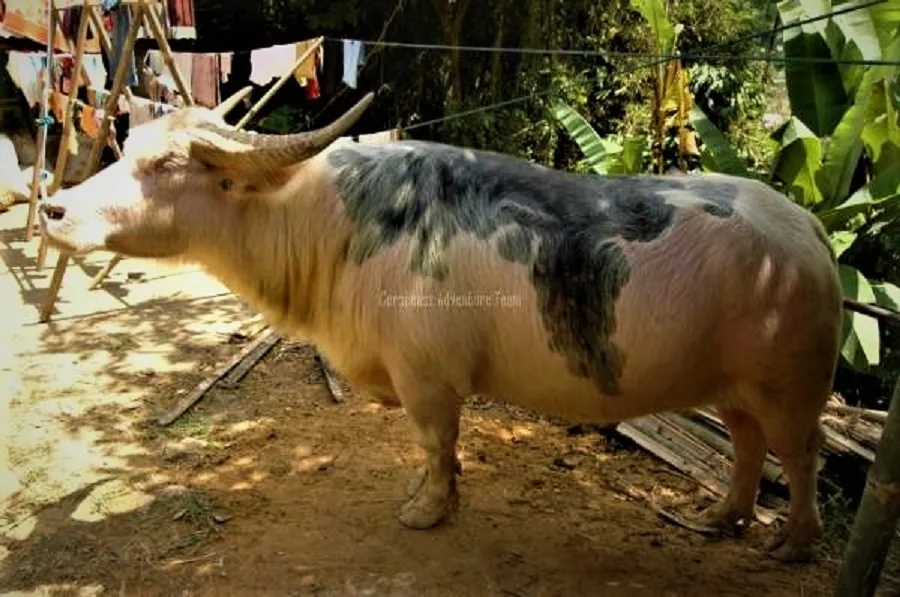 Albino buffallo, the expensive one