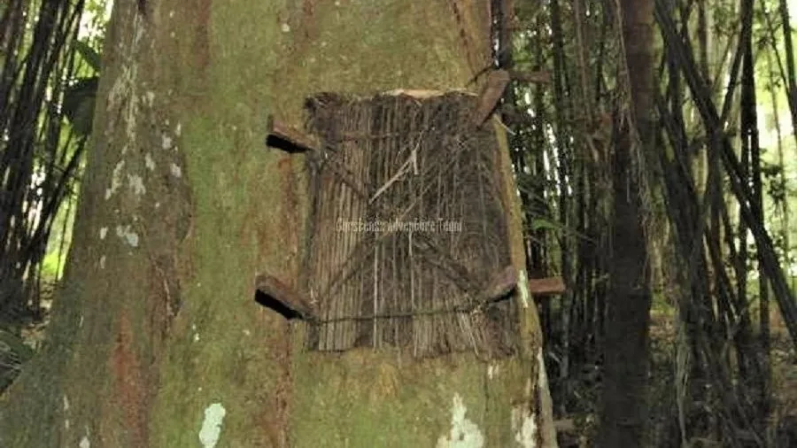 Baby grave - Toraja